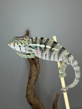 Load image into Gallery viewer, Close-up of a healthy captive-bred young Panther Chameleon from FramsChams.
