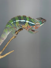 Load image into Gallery viewer, Friendly young male Ambilobe Panther Chameleon perched naturally on a branch.
