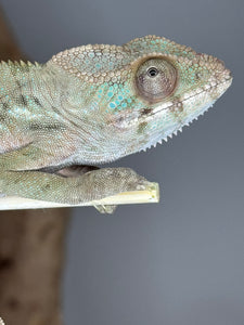 Close-up of female Ambilobe Panther Chameleon juvenile