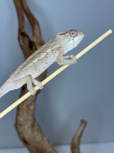 Load image into Gallery viewer, Ambilobe panther chameleon posing on a stick
