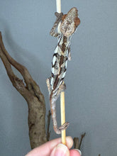 Load image into Gallery viewer, Female Sambava Panther Chameleon for sale, perched naturally
