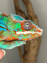 Load image into Gallery viewer, Friendly juvenile Ambilobe panther chameleon alert and attentive

