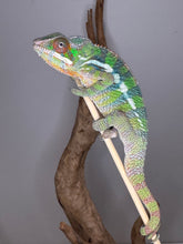 Load image into Gallery viewer, Active and healthy young Sambava x Ambilobe Panther Chameleon
