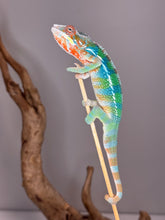 Load image into Gallery viewer, Close-up of Rainbow Skittles Aslan x Flash Panther Chameleon juvenile showing reds, greens, and blues
