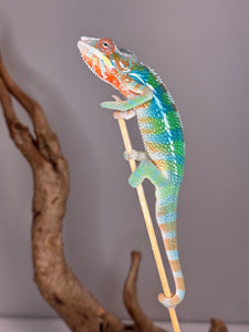 Close-up of Rainbow Skittles Aslan x Flash Panther Chameleon juvenile showing reds, greens, and blues
