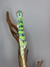 Load image into Gallery viewer, Healthy juvenile Sambava x Ambilobe Panther Chameleon male with bold coloration
