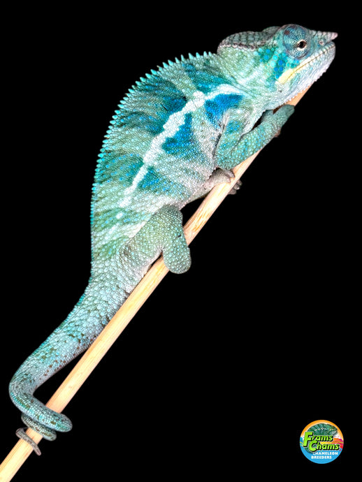 Young Ambanja Panther Chameleon with vivid blue and turquoise coloration, from Avatar x Blue Magic bloodline, healthy and thriving.