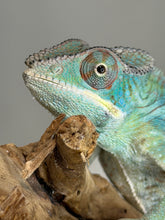 Load image into Gallery viewer, Close-up of a young Ambilobe Panther Chameleon with golden yellow coloration and alert expression.

