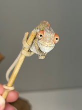 Load image into Gallery viewer, Young male Panther Chameleon with vibrant red and golden yellow coloration
