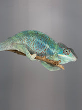 Load image into Gallery viewer, Profile of a young male Ambilobe Panther Chameleon with vibrant golden yellow coloring.
