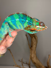 Load image into Gallery viewer, Green juvenile Ambilobe panther chameleon with developing coloration
