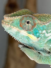 Load image into Gallery viewer, Ambilobe Panther Chameleon with green, blue, and gold coloration
