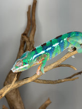 Load image into Gallery viewer, Profile view of green juvenile Ambilobe Panther Chameleon with blue barring
