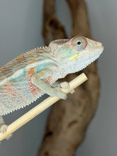 Load image into Gallery viewer, A close-up of a chameleon perched on a light-colored branch against a soft gray background with a blurred brown branch behind it.
