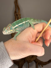 Load image into Gallery viewer, Hand-raised Ambilobe Panther Chameleon posing for a clear photo
