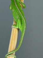 Load image into Gallery viewer, Close-up of a juvenile female Veiled Chameleon with vibrant markings.
