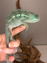 Load image into Gallery viewer, Healthy young Ankify Panther Chameleon raised with proper supplementation and care.
