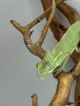 Load image into Gallery viewer, healthy-captive-bred-veiled-chameleon
