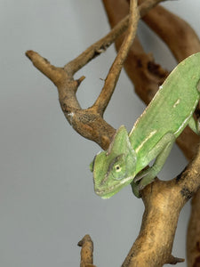 healthy-captive-bred-veiled-chameleon