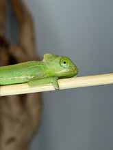 Load image into Gallery viewer, Healthy juvenile female Veiled Chameleon available from FramsChams.

