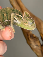 Load image into Gallery viewer, Healthy juvenile male veiled chameleon demonstrating strong posture
