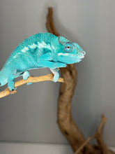 Load image into Gallery viewer, Healthy juvenile Nosy Be panther chameleon alert and active
