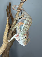 Load image into Gallery viewer, Healthy young Panther Chameleon raised with care by FramsChams.
