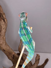 Load image into Gallery viewer, Rainbow Skittles Aslan x Flash Panther Chameleon juvenile available at FramsChams
