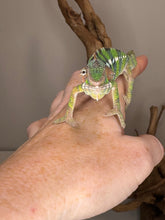 Load image into Gallery viewer, Sambava x Ambilobe Panther Chameleon juvenile male showing red and green colors
