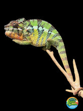 Load image into Gallery viewer, High color young male Ambilobe Panther Chameleon with bright developing coloration
