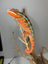 Load image into Gallery viewer, High-contrast male Ambilobe Panther Chameleon showing saturated red body coloration with vivid blue barring and strong genetic quality
