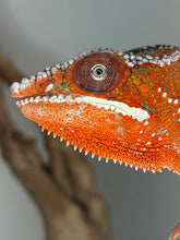Load image into Gallery viewer, High-contrast Ambilobe Panther Chameleon with deep red body and brilliant blue bars beginning to intensify
