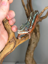 Load image into Gallery viewer, High-red Ambanja Panther Chameleon with striking turquoise bars and exceptional European genetics
