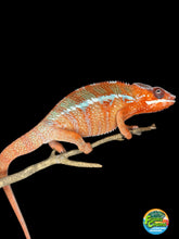 Load image into Gallery viewer, Male Ambilobe Panther Chameleon displaying intense red-orange coloration with emerging light blue bars
