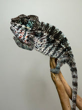 Load image into Gallery viewer, Profile of a young male Ambilobe Panther Chameleon displaying crisp high white coloration.
