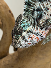 Load image into Gallery viewer, High white Ambilobe Panther Chameleon with vivid turquoise bars and red rain.
