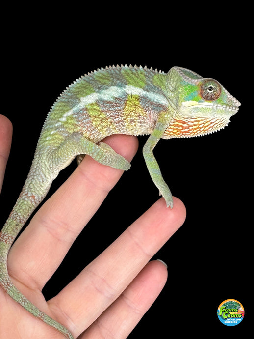 Healthy male Sambava Ambilobe chameleon displaying strong body and vivid hues