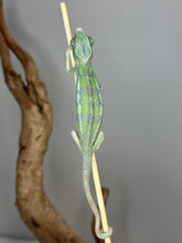 Load image into Gallery viewer, Healthy Sambava x Ambilobe juvenile male in natural lighting
