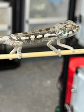 Load image into Gallery viewer, Sambava Male: Marley x Mabel (R4)
