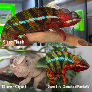 AMBILOBE male panther chameleon: Flash x Opal (R5)