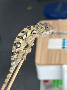 Cute baby sambava panther chameleon.