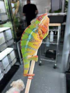 Ambilobe male: (J1)