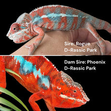Load image into Gallery viewer, AMBILOBE FEMALE Panther Chameleon: Rogue x Phoenix (S12)
