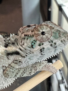 Sambava Male: Marley x Mabel (R3)
