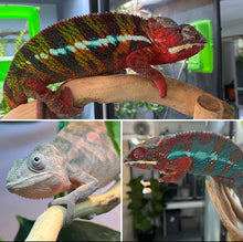 Load image into Gallery viewer, FEMALE AMBILOBE Panther Chameleon: Jimmy x Flash 🚺 (S13)
