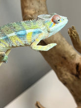 Load image into Gallery viewer, Ambilobe male: Sunny Delight x Skittles(I2)
