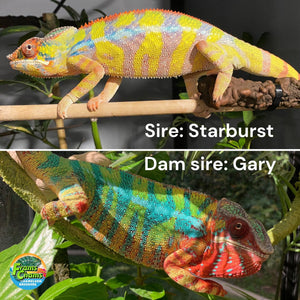 AMBILOBE Panther Chameleon: Starburst x Shirin (P1)