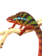 Load image into Gallery viewer, AMBILOBE Panther Chameleon: Sam x Amie (I7)
