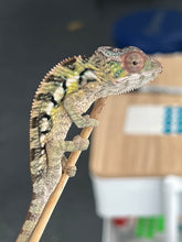 Load image into Gallery viewer, Sambava panther chameleon
