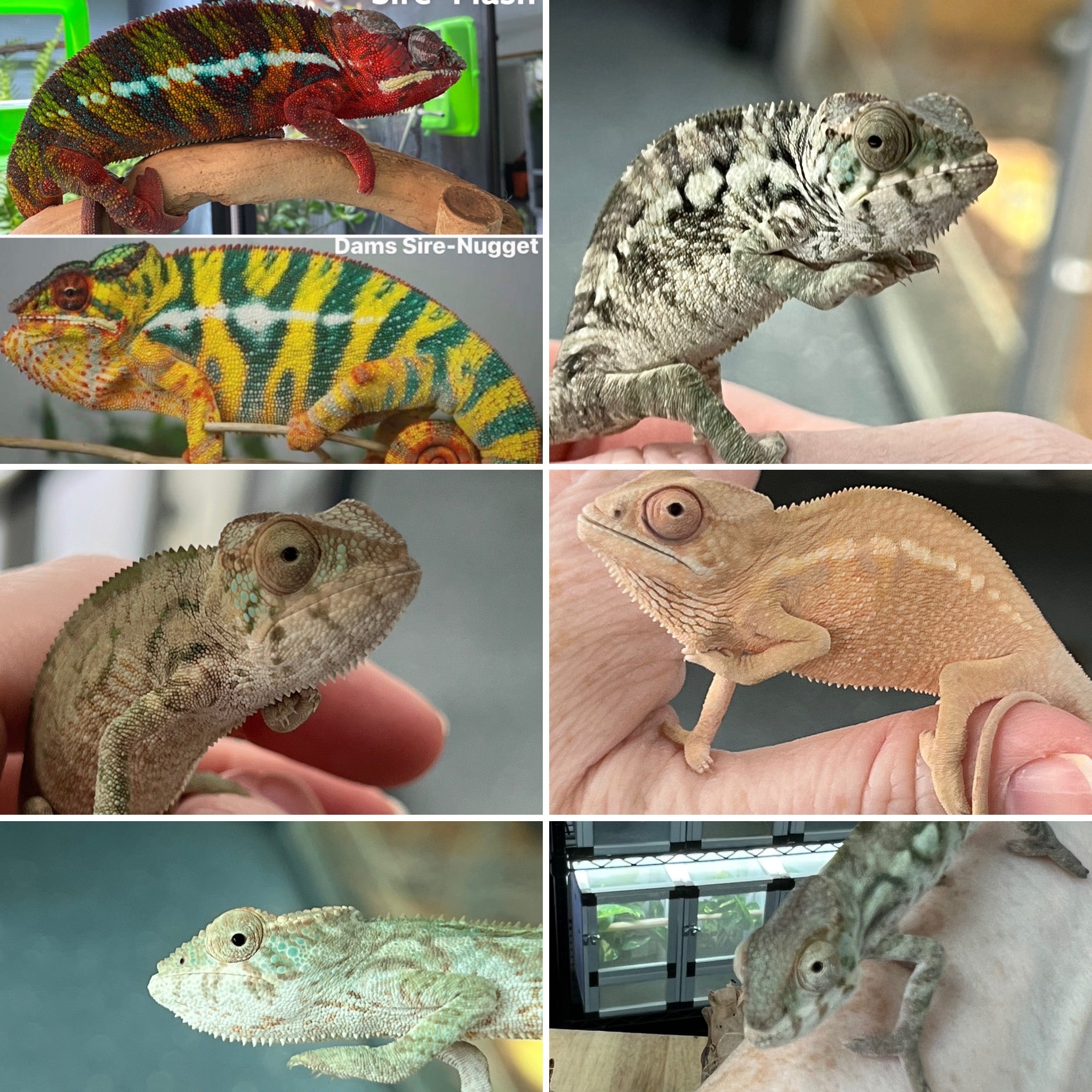 FEMALE AMBILOBE Panther Chameleon available: 🚺 Flash x